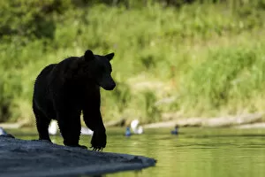Images Dated 25th August 2012: Brown Bear, Katmai National Park, Alaska