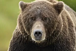 Images Dated 6th September 2011: Brown Bear, Katmai National Park, Alaska