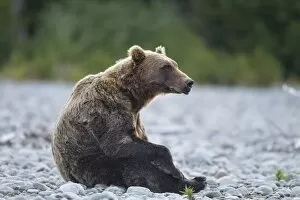 Images Dated 24th August 2011: Brown Bear, Katmai National Park, Alaska