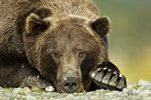 Images Dated 23rd August 2011: Brown Bear, Katmai National Park, Alaska