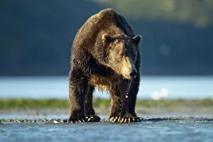 Images Dated 28th August 2011: Brown Bear, Katmai National Park, Alaska