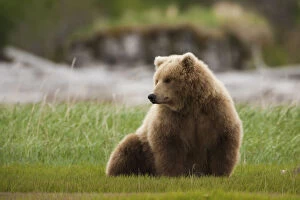 Images Dated 18th December 2012: Brown bear, Katmai National Park, Alaska, USA