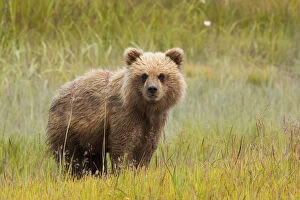 Images Dated 27th July 2011: Brown bear, Lake Clark National Park, Alaska, USA
