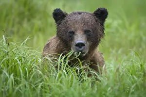 Paul Souders Photography Prints: Brown Bear, Misty Fiords National Monument, Alaska