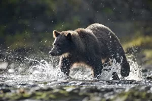 Images Dated 21st August 2007: Brown Bear, Pavlof Harbor, Alaska