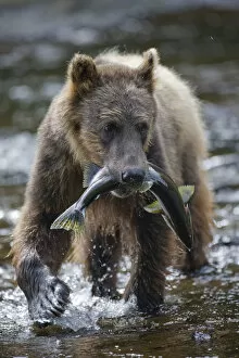 Images Dated 10th August 2007: Brown Bear and Salmon, Pavlof Harbor, Alaska