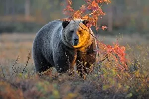 Images Dated 16th September 2011: Brown Bear -Ursus arctos- in the autumnally coloured taiga or boreal forest in the last light