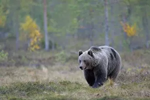 Finland Collection: Brown Bear -Ursus arctos- in the autumnally coloured taiga or boreal forest