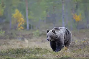 Karelia Prints: Brown Bear -Ursus arctos- in the autumnally coloured taiga or boreal forest