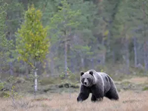Karelia Prints: Brown Bear -Ursus arctos- in the autumnally coloured taiga or boreal forest