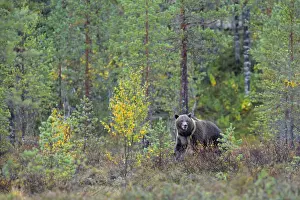 Karelia Prints: Brown Bear -Ursus arctos- in the autumnally coloured taiga or boreal forest