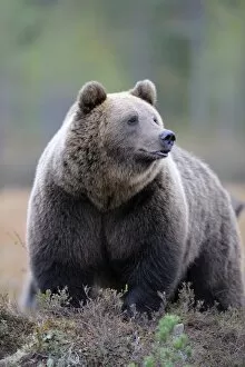 Images Dated 16th September 2011: Brown Bear -Ursus arctos-, border area to Russia, Kuhmo, Karelia, Finland