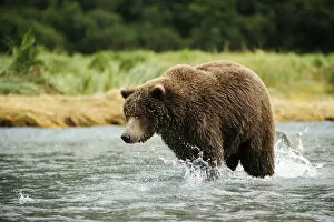 Images Dated 7th September 2013: Brown Bear -Ursus arctos- catching salmon, Katmai National Park, Alaska