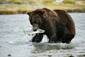 Images Dated 7th September 2013: Brown Bear -Ursus arctos- crossing the river with salmon in its mouth, Katmai National Park, Alaska