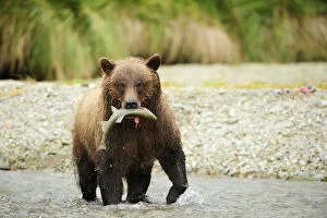 Images Dated 6th September 2013: Brown Bear -Ursus arctos- crossing the river with salmon in its mouth, Katmai National Park, Alaska