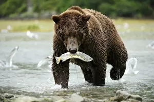 Images Dated 5th September 2013: Brown Bear -Ursus arctos- crossing the river with salmon in its mouth, Katmai National Park, Alaska