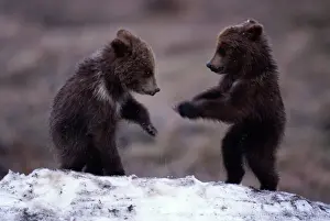 Alaska Us State Prints: Brown bear (Ursus arctos) cubs play fighting in snow