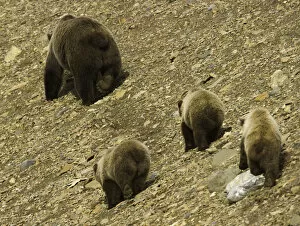 Four Animals Collection: Brown bear (Ursus arctos) and three cubs on shingle scree, rear view