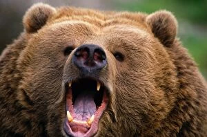 Animal Head Gallery: Brown Bear (Ursus arctos) growling, Kodiak Island, Alaska
