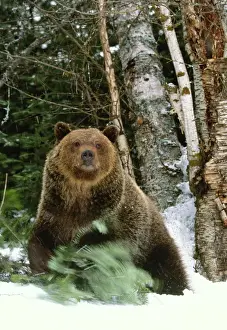 Brown bear (Ursus arctos horribilis), Montana, USA