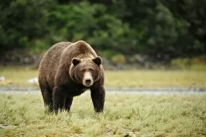 Images Dated 7th September 2013: Brown Bear -Ursus arctos-, Katmai National Park, Alaska