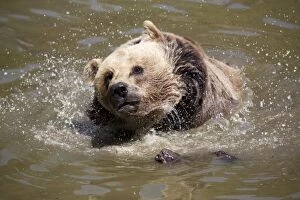 Brown Bear -Ursus arctos-, Neuschoenau wildlife enclosure, Bavarian Forest, Bavaria, Germany, Europe, PublicGround