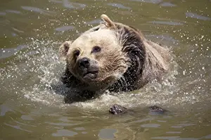 Ursidae Prints: Brown Bear -Ursus arctos-, Neuschoenau wildlife enclosure
