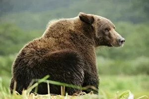 Images Dated 3rd September 2013: Brown Bear -Ursus arctos- sitting in the grass, Katmai National Park, Alaska
