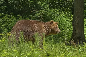 Brown bear -Ursus arctos- in the spring, captive, Tierpark Isselburg, Germany