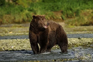 Images Dated 4th September 2013: Brown Bear -Ursus arctos- standing in the river and waiting for salmon, Katmai National Park, Alaska