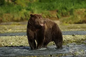 Ursidae Prints: Brown Bear -Ursus arctos- standing in the river and waiting for salmon