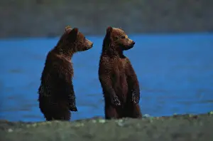 Art Wolfe Photography Prints: Brown bears cubs (Ursus arctos) by McNeil River, Alaska, USA