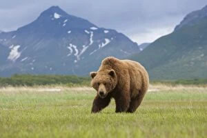 Images Dated 18th December 2012: Brown bears, Katmai National Park, Alaska, USA