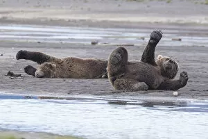Images Dated 24th August 2015: Brown Bears Stretching