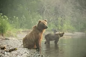 Brown Bears -Ursus arctos-, adult female with young, on the lakeshore in the early morning, Kurile Lake