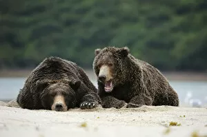 Images Dated 5th September 2013: Two Brown Bears -Ursus arctos- dozing next to each other in the sand, Katmai National Park, Alaska