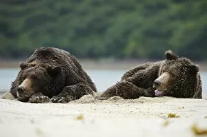 Images Dated 5th September 2013: Two Brown Bears -Ursus arctos- dozing next to each other in the sand, Katmai National Park, Alaska