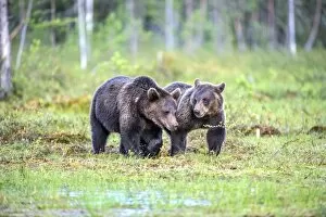 Two Brown Bears -Ursus arctos-, juvenile, Karelia, Finland