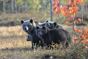 Brown Bears -Ursus arctos-, mother bear and cubs in the autumnally coloured taiga or boreal forest in the last light, border area to Russia, Kuhmo, Karelia, Finland