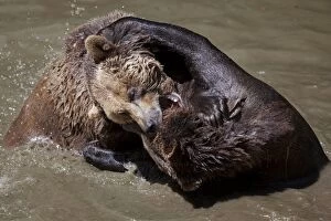 Images Dated 20th May 2012: Brown Bears -Ursus arctos-, Neuschoenau wildlife enclosure, Bavarian Forest, Bavaria, Germany