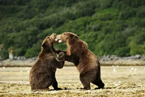 Opened Gallery: Two Brown Bears -Ursus arctos- play-fighting with each other, Katmai National Park, Alaska