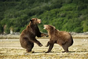 Images Dated 4th September 2013: Two Brown Bears -Ursus arctos- play-fighting with each other, Katmai National Park, Alaska