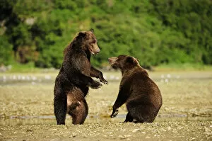 Images Dated 4th September 2013: Two Brown Bears -Ursus arctos- play-fighting with each other, Katmai National Park, Alaska