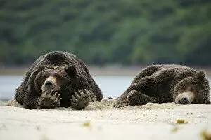 Images Dated 5th September 2013: Two Brown Bears -Ursus arctos- sleeping next to each other in the sand, Katmai National Park, Alaska