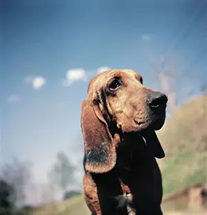Bloodhound Prints: Brown Bloodhound