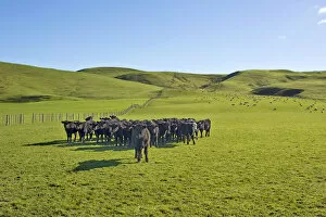 Brown cows on a green pasture, Gisborne Region, North Island, New Zealand