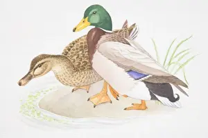Lakeside Prints: Brown female and colourful male Mallard (Anas platyrhynchos) standing together at edge of water