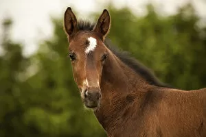 Images Dated 21st May 2014: Brown foal, 3 weeks, Westphalian, Munsterland, North Rhine-Westphalia, Germany