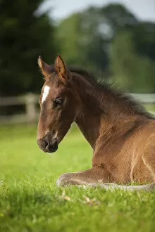 Images Dated 21st May 2014: Brown foal, Westphalian, 3 weeks, lying in the grass, Munsterland, North Rhine-Westphalia, Germany