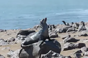 Pinniped Prints: Brown Fur Seal or Cape Fur Seal -Arctocephalus pusillus